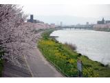 今川河畔の桜