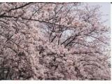 丸山公園の桜（田川市）