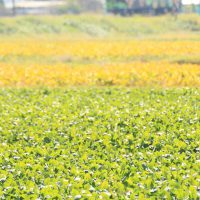 美しい秋の日差しの中を