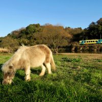 ポニーと一緒に
